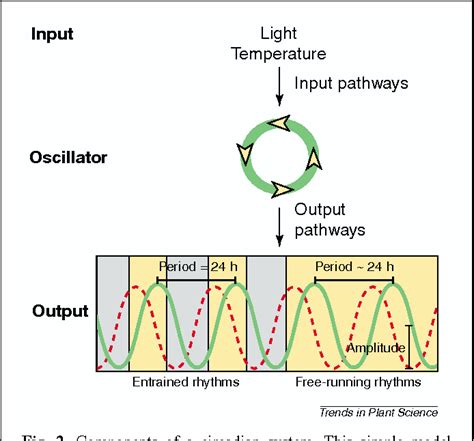 All In Good Time The Arabidopsis Circadian Clock Semantic Scholar