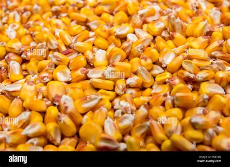 Harvest maize. Corn grain Stock Photo - Alamy