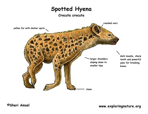 Hyena (Spotted)