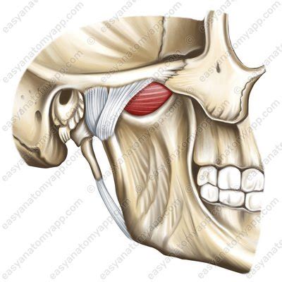 Kiefergelenk – Easy Anatomy 3D