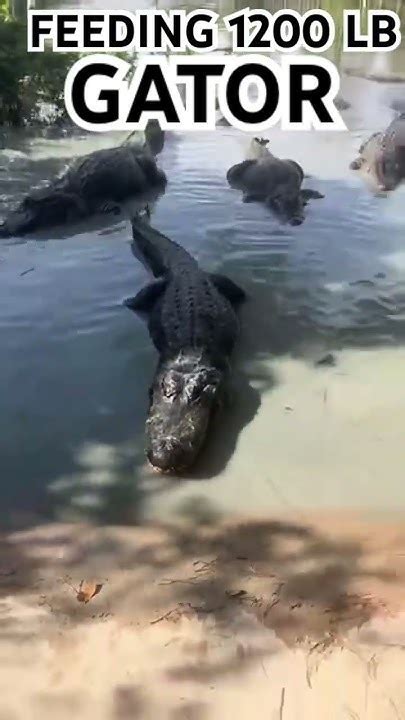 Feeding 1200 Lb Alligator Gators Youtube