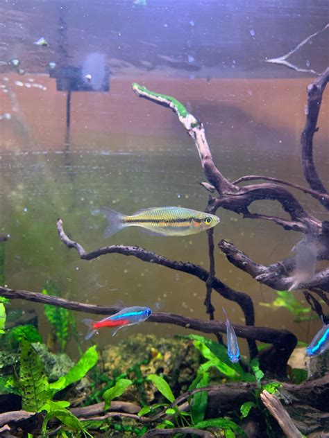 Fish ID? : r/Aquariums