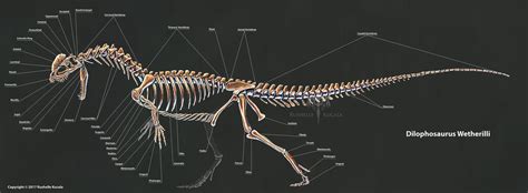 Dilophosaurus Wetherilli Skeleton Study by TheDragonofDoom on DeviantArt