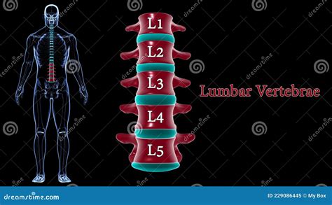 Menselijk Skeletwervelkolom Lumbale Wervels Anatomie D Stock