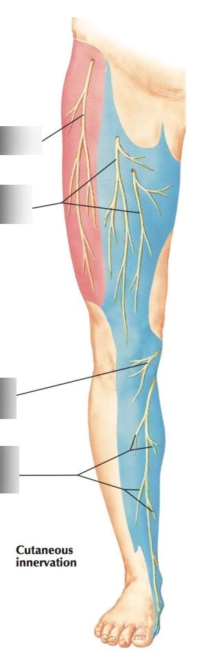 Anterior Lateral Femoral Cutaneous Nerve
