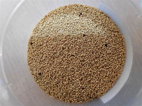 These Forgotten Superfoods Are Making a Nutritional Comeback