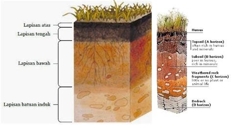 PERTANIAN Lapisan Struktur Dan Jenis Tanah