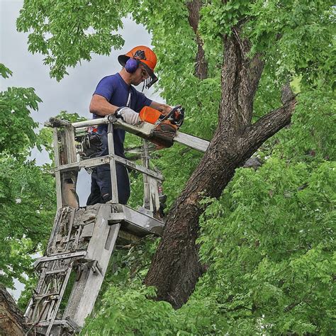 tree cutter service searcy tree service