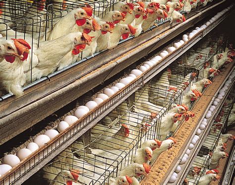 types  poultry dorothy grace agro farms