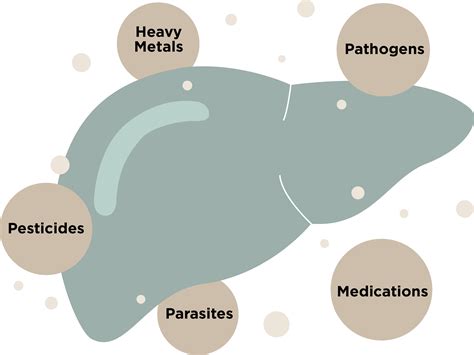 liver cleanse protocol dr gina sam 6