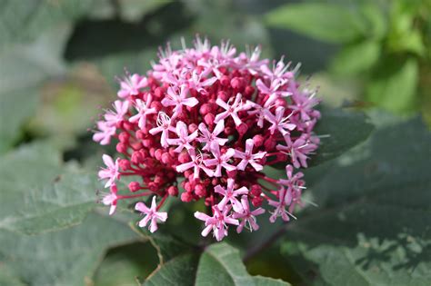 Clerodendrum bungei – eFlora of India