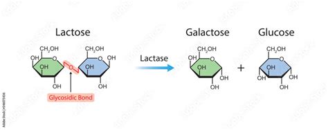 Scientific Designing Of Lactase Enzyme Effect On Lactose Molecule