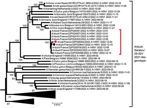 Figure Highly Pathogenic Avian Influenza A H5N1 Clade 2 3 4 4b Virus