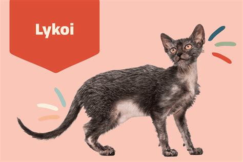 A Dog Cat Hybrid