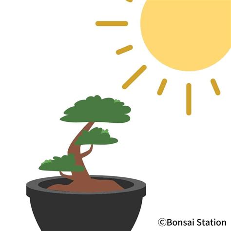 Mastering Wisteria Bonsai Care A Complete Guide