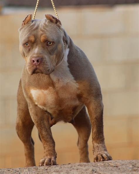 Hembras Pitbull Olympus