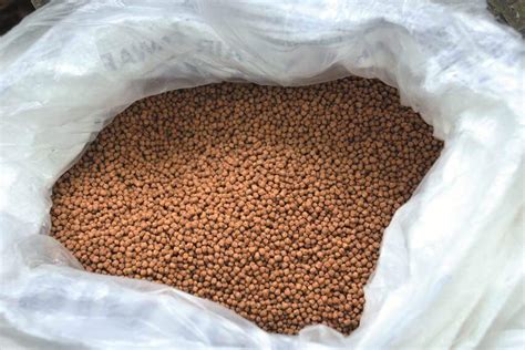 Kebutuhan Nutrisi Dan Jenis Pakan Ikan Bawal Agar Cepat Besar