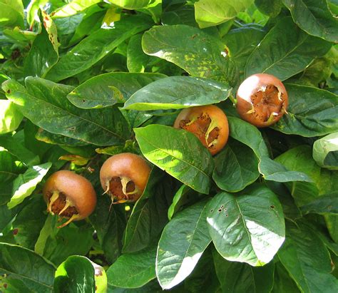 Temperate Climate Permaculture Permaculture Plants The Medlar Tree