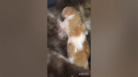 #малинки#реборн#немовля#кошеня#мама#мамакошка#кошка#кіт#кот#котка# ...