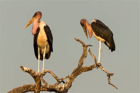 18 Marvelous Marabou Stork Facts Fact Animal
