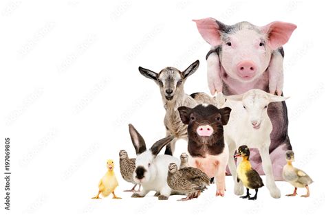 Group of cute farm animals together, isolated on white background Stock Photo | Adobe Stock