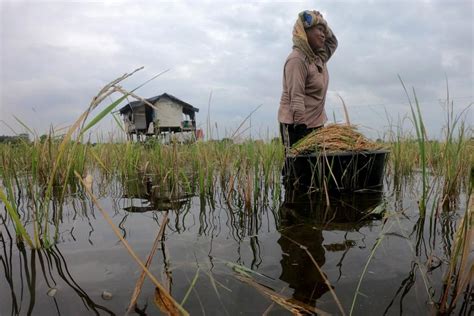 1 393 Hektare Sawah Siap Panen Di Ngawi Tergenang Banjir Republika Online