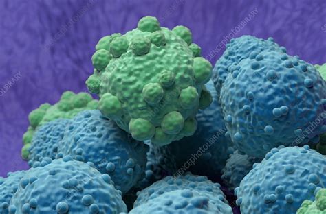 lymphoma cells illustration stock image  science photo