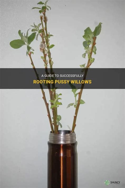 A Guide To Successfully Rooting Pussy Willows ShunCy