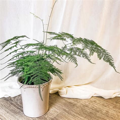 Аспарагус в интерьере (42 фото) - красивые картинки и HD фото