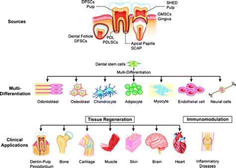 dental stem cells sources  potential applications springerlink