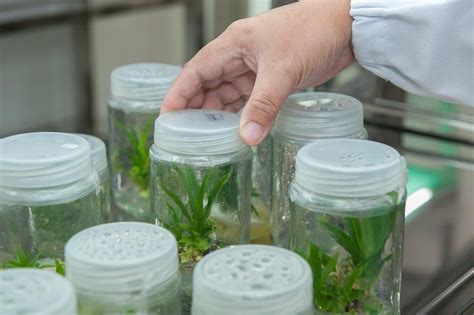 Plant Tissue Culture Training 2024 Amara Bethena