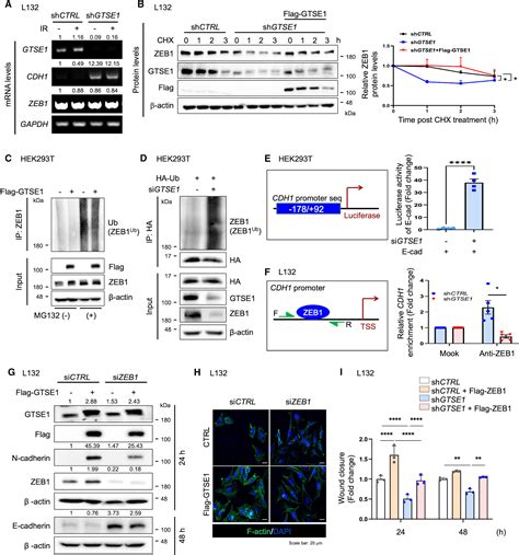 GTSE1 Driven ZEB1 Stabilization Promotes Pulmonary Fibrosis Through The