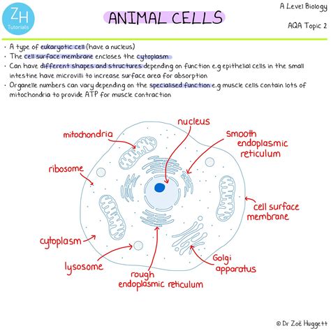 Biology A Level Redspot 5