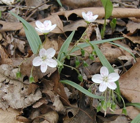 Spring Beauty Clusters Wildeherb