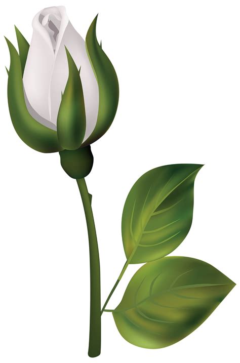 White Rose Bud 14033666 PNG