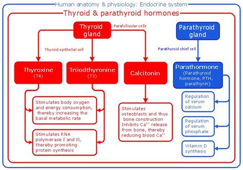 Conceptdraw Samples Science And Education Medicine Physiology