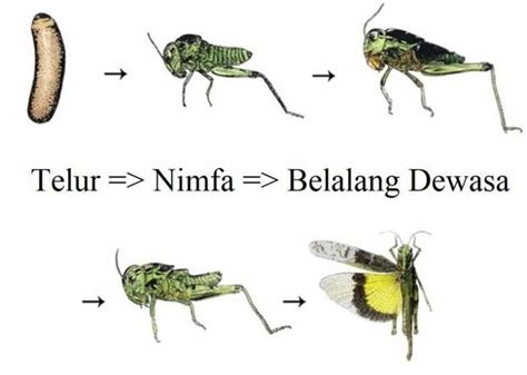 Daur Hidup Belalang Metamorfosis Tidak Sempurna Mastah