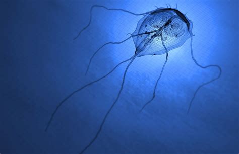 Giardia Symptoms Causes Diagnosis And Treatment