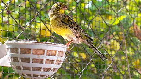 Diferencias Entre El P Jaro Sano Y El P Jaro Enfermo