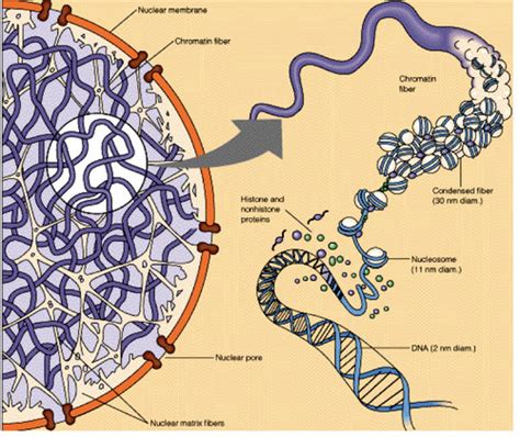 genome organisation structure  function flashcards quizlet
