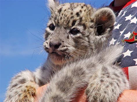 Snow Leopard Cub Extremely Cute Male Snow Leopard Cub Of A Flickr