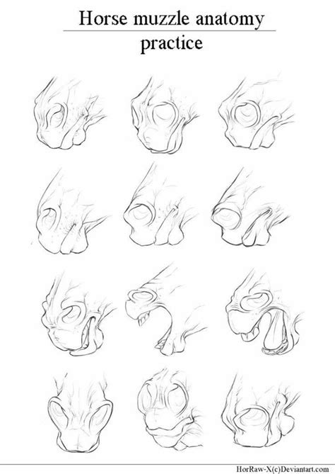 10 Horse Anatomy Ideas Horse Anatomy Horse Care Horse Facts
