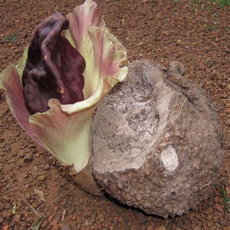 Elephant Foot Yam Health Benefits Veggies Info Veggies Info