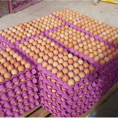 The Cobb 500 Hatching Eggs Produced By Our Farms In Thailand Are Sold