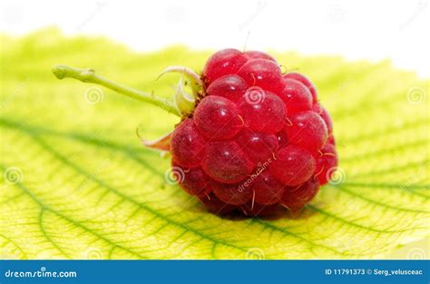 Lampone immagine stock. Immagine di dolce, frutte, dieta - 11791373