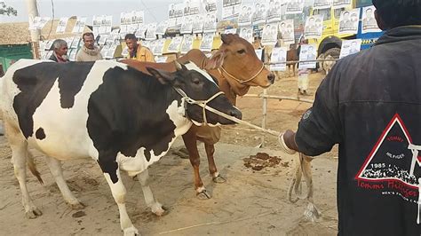 ৫০৬০৭০ হাজারের ছোট বড়ো সাইজের কুরবানির উপযোগী গরুকোরবানি গরু দাম দর