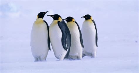 Explained: Why Antarctica's Emperor Penguin Will Receive Endangered