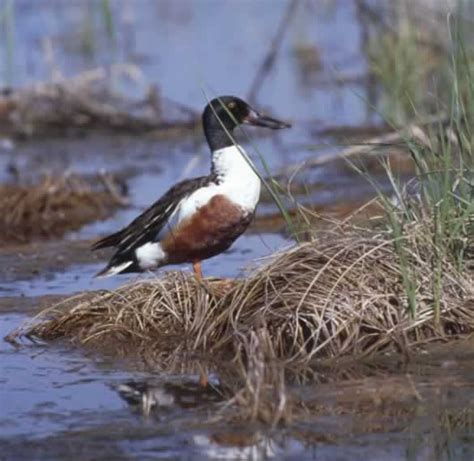 Northern Shoveler - Anas clypeata | Wildlife Journal Junior