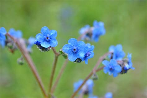 Cynoglossum Amabile Or Chinese Forget Me Nots Seed Etsy