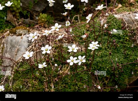 Mossy Sandwort Hi Res Stock Photography And Images Alamy